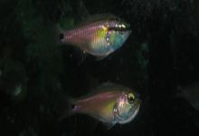 日本裸天竺鲷是什么鱼？