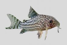 哈氏兵鲶是什么鱼？