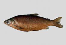 天穹白鲑是什么鱼？