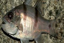 垂带似天竺鲷是什么鱼？