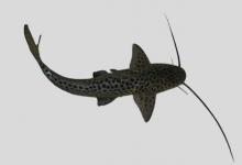 巴西魅鲶是什么鱼？