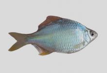 斑条刺鳑鲏是什么鱼？