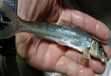 蛇鮈是什么鱼？