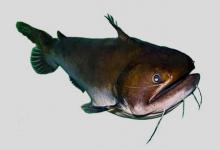 艾氏棘鳍项鲶是什么鱼？