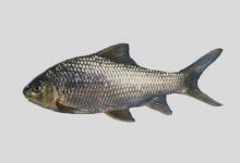 稀有白甲鱼是什么鱼？