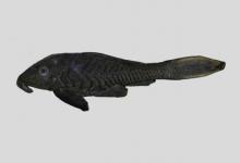 南美锉鳞甲鲶是什么鱼？