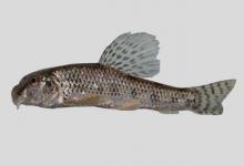 越南小鳔鮈是什么鱼？