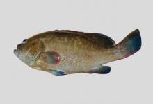 细点石斑鱼是什么鱼？