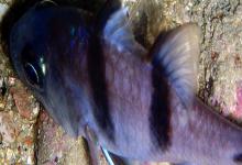 双线带天竺鲷是什么鱼？