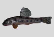 钝吻棒花鱼是什么鱼？