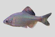 无须鱊是什么鱼？