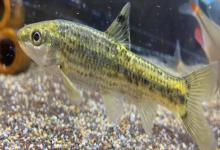 颌须鮈是什么鱼？