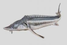 裸腹鲟是什么鱼？