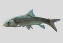 光唇弓鱼是什么鱼？