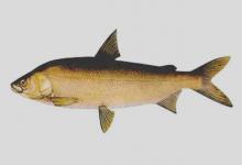 砂白鲑是什么鱼？