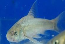 长鳍吻鮈是什么鱼？