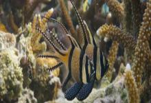 考氏鳍竺鲷是什么鱼？