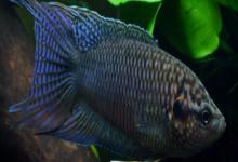 香港黑叉尾斗鱼是什么鱼？