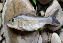 裸腹片唇鮈是什么鱼？