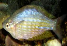 扁头天竺鲷是什么鱼？