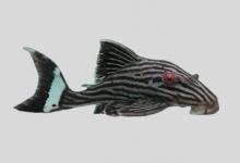 黑线巴拉圭鲶是什么鱼？