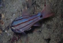 稻氏天竺鲷是什么鱼？