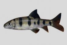 元江虹彩光唇鱼是什么鱼？