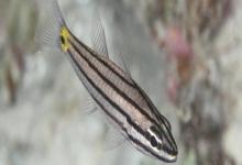 五带副天竺鲷是什么鱼？