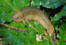 平头平鳅是什么鱼？