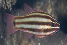 白边天竺鲷是什么鱼？