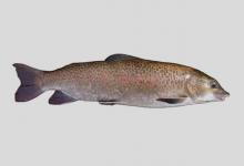 萨氏细鳞鲑是什么鱼？