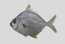 布氏鲾是什么鱼？
