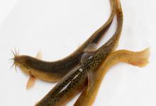 叉尾平鳅是什么鱼？