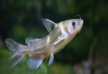 叉尾鮠是什么鱼？