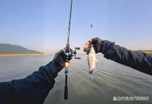 用假饵逗钓鲫鱼的使用场景和垂钓技巧