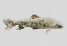 裸鲤是什么鱼？