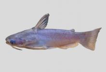 亚马逊河准项鳍鲶是什么鱼？