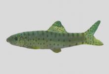 短吻副沙鳅是什么鱼？