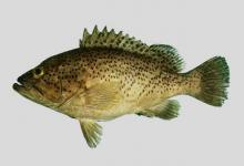 白星石斑鱼是什么鱼？