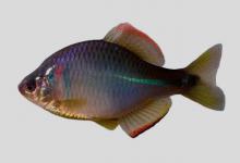 彩石鳑鲏是什么鱼？