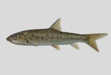 拉萨裂腹鱼是什么鱼？