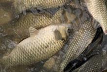 白鲫是鲫鱼吗？