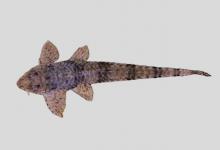 长尾锉甲鲶是什么鱼？