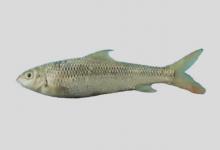 大渡白甲鱼是什么鱼？