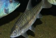 鲂形四须鲃是什么鱼？