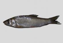 长鳍直口鲮是什么鱼？