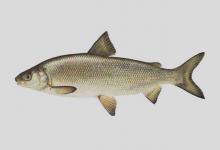 山白鲑是什么鱼？