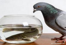 钓场随拍封神！鲶鱼与鸽子同窗共生，温柔到治愈
