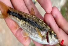 点纹颌须鮈是什么鱼？