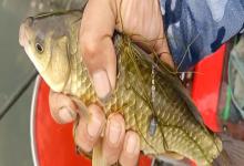 钓黄金鲫用几号鱼钩？